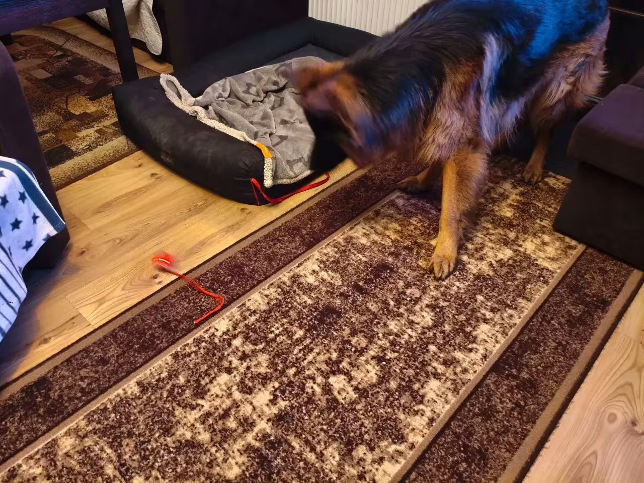 Zdjęcie klienta Woofy