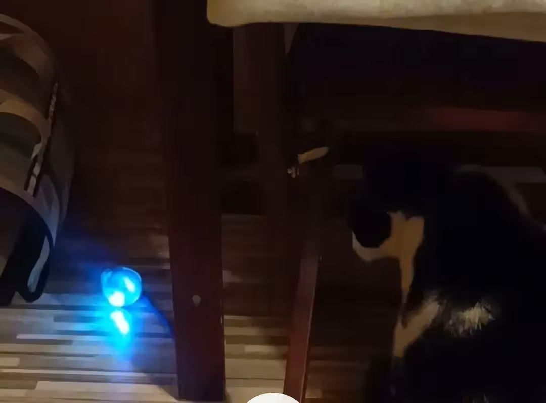 Zdjęcie klienta Woofy