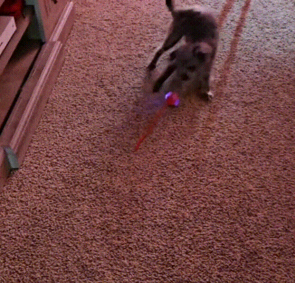 Zdjęcie klienta Woofy